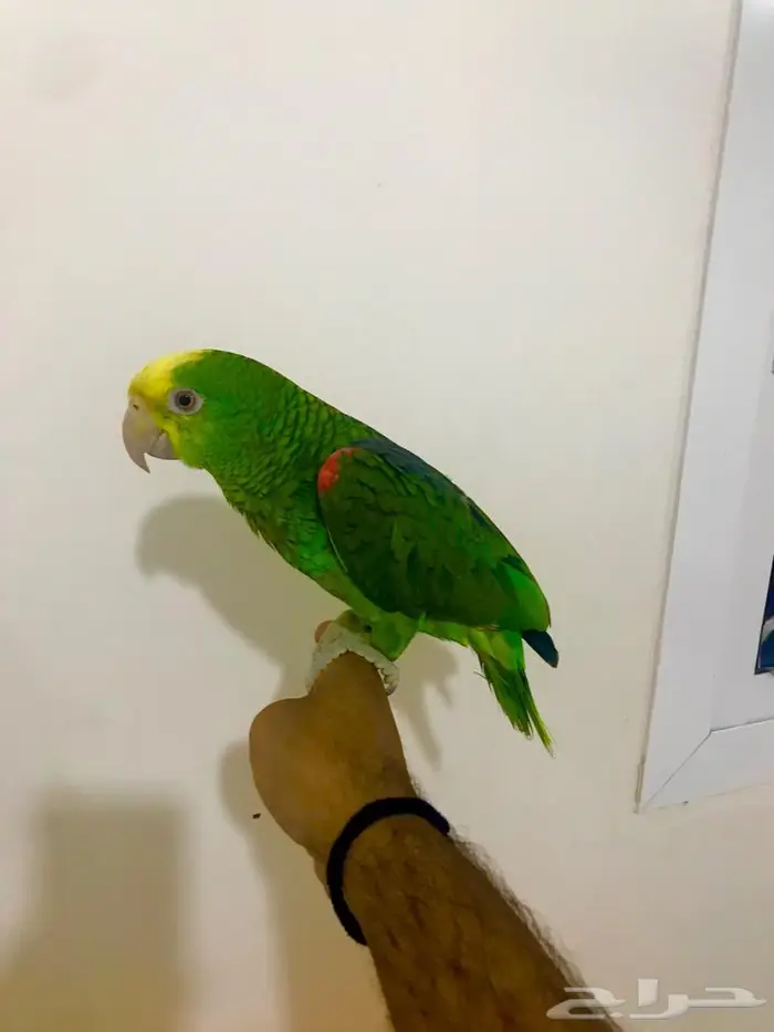 فرخ يلوهيد دبل( تم البيع) 2