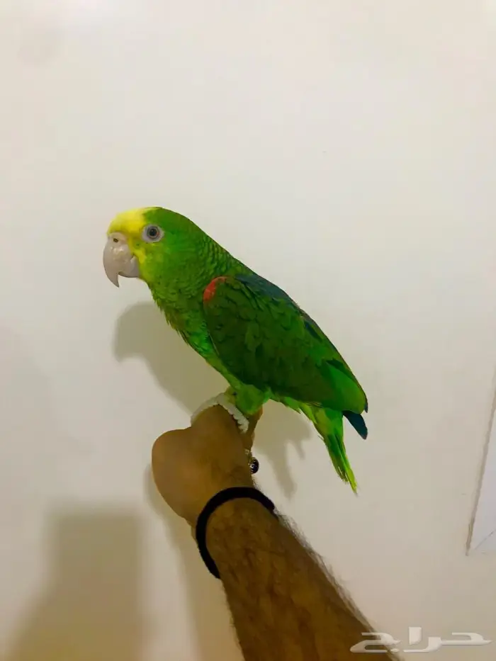 فرخ يلوهيد دبل( تم البيع) 3