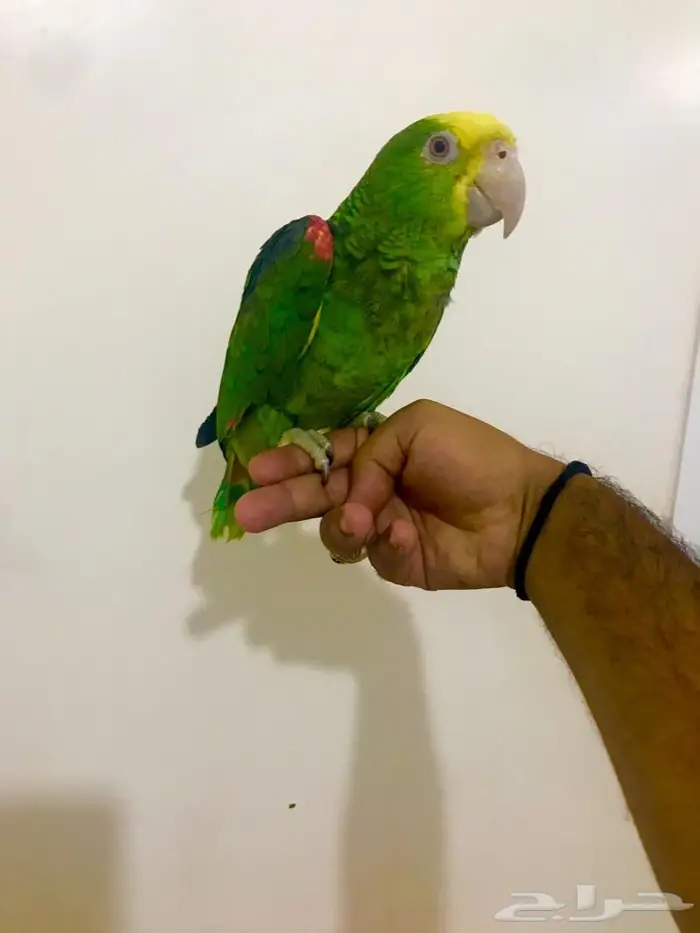 فرخ يلوهيد دبل( تم البيع) 4