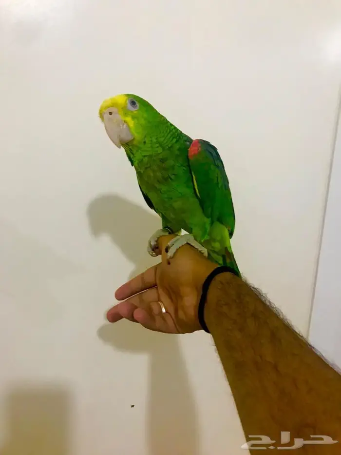 فرخ يلوهيد دبل( تم البيع) 5