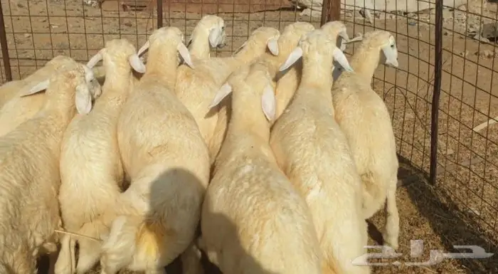 ذبايح حري سواكني تيوس زواجات مناسبات صدقات عقيقه 5