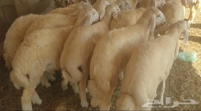 ذبايح حري سواكني تيوس زواجات مناسبات صدقات عقيقه 7