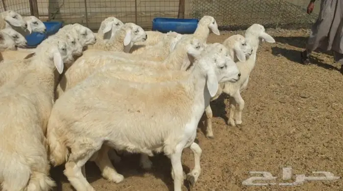 ذبايح حري سواكني تيوس زواجات مناسبات صدقات عقيقه 2