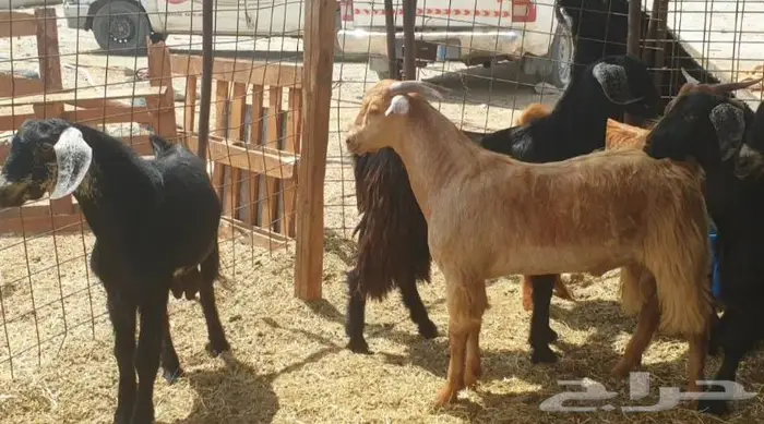 ذبايح حري سواكني تيوس زواجات مناسبات صدقات عقيقه 10