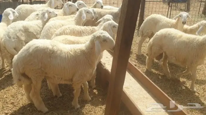 ذبايح حري سواكني تيوس زواجات مناسبات صدقات عقيقه 6