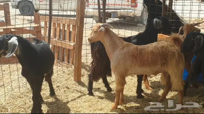 ذبايح حري سواكني تيوس زواجات مناسبات صدقات عقيقه 8