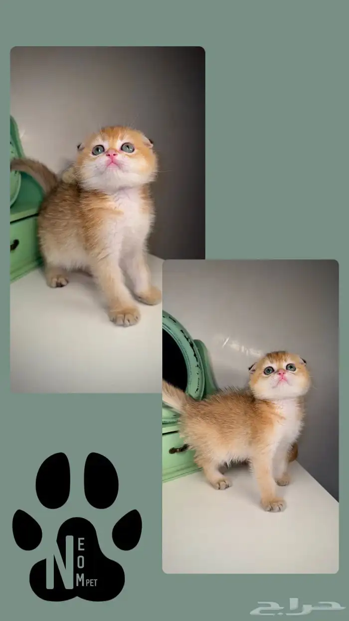 سكوتش فولد بيرشن هاف بيكي فيس قطط صغيرة شهرين للبيع انثى ذكر 2