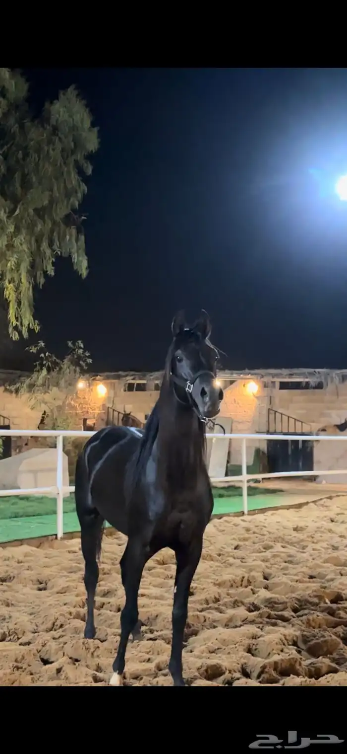 مربط رياح الشرق2 شمال بريده سلطانه حي الشفق 1