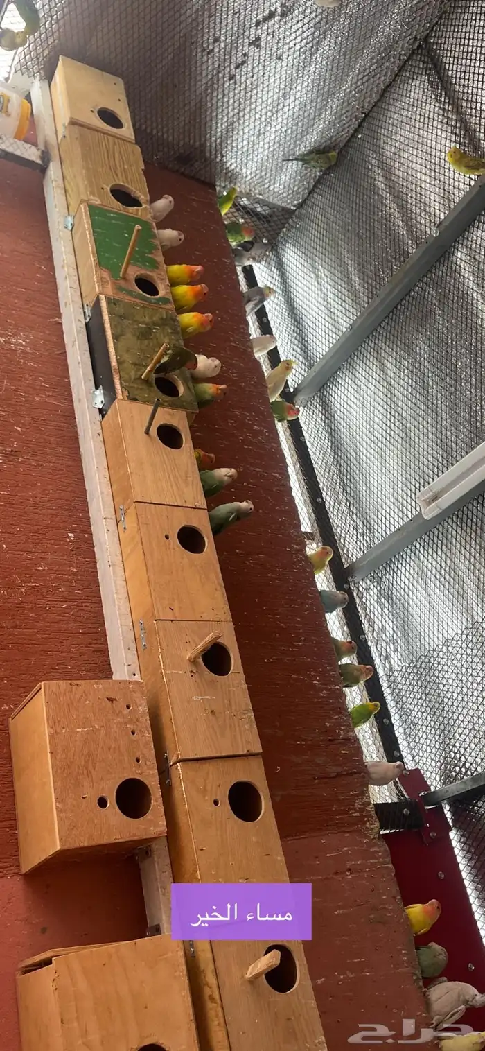 للبيع جمله طيور روز 3