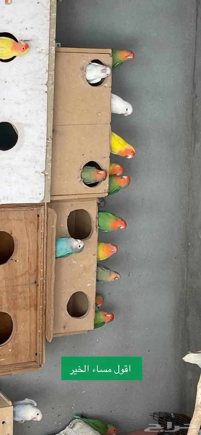 للبيع جمله طيور روز 0