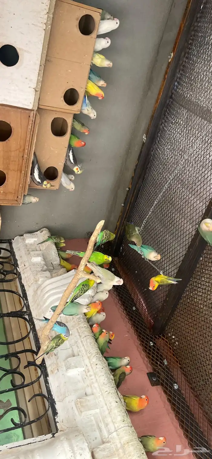 للبيع جمله طيور روز 2