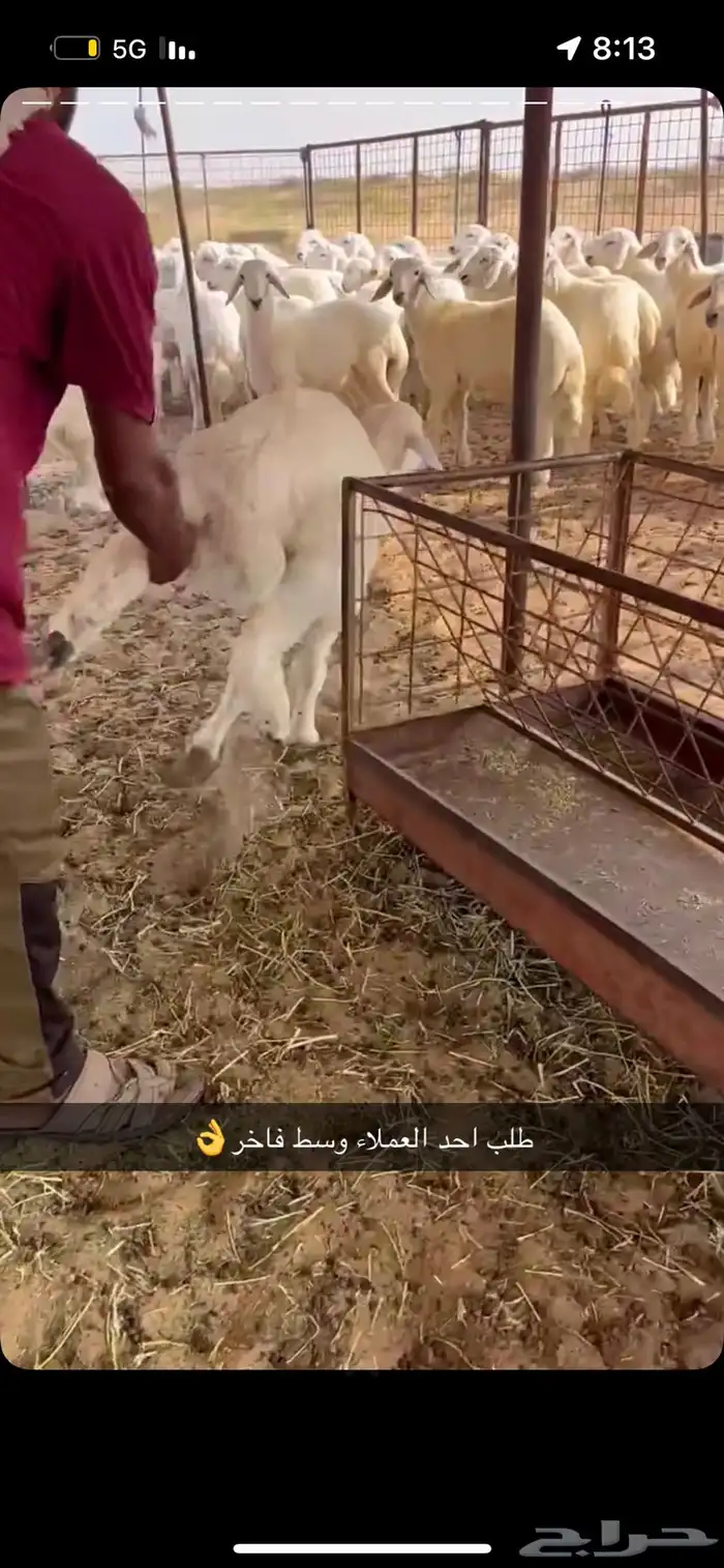 حري فاخر من مرابي الطايف 6