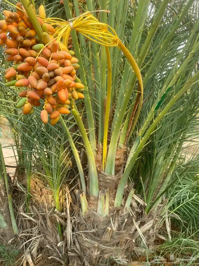 دقلة نور واشنطن 0