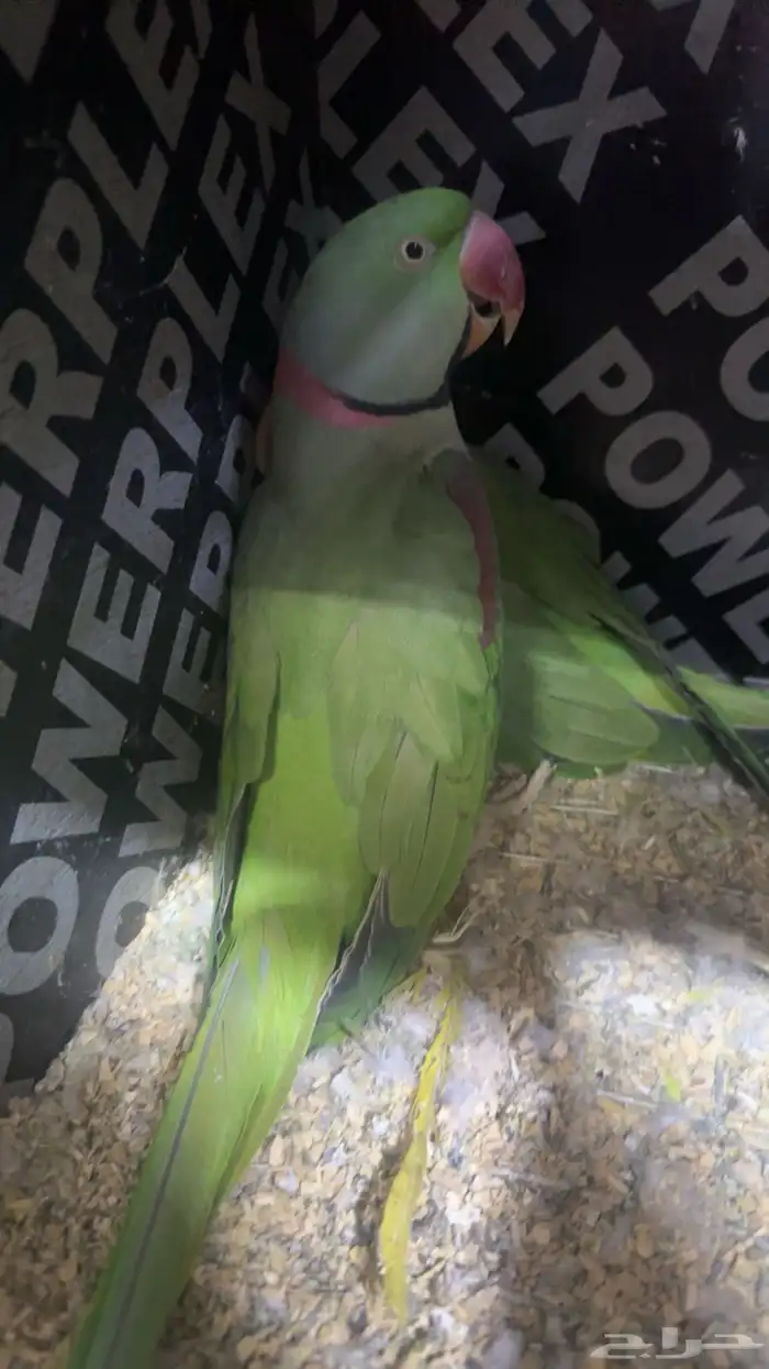 زوج درة نيبالي 4