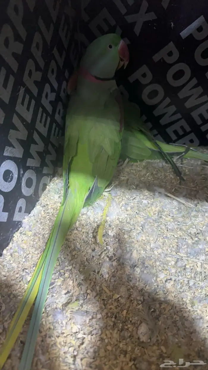 زوج درة نيبالي 3