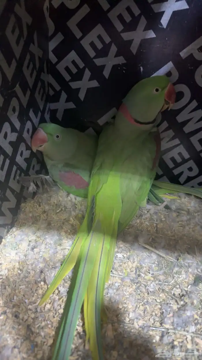 زوج درة نيبالي 1