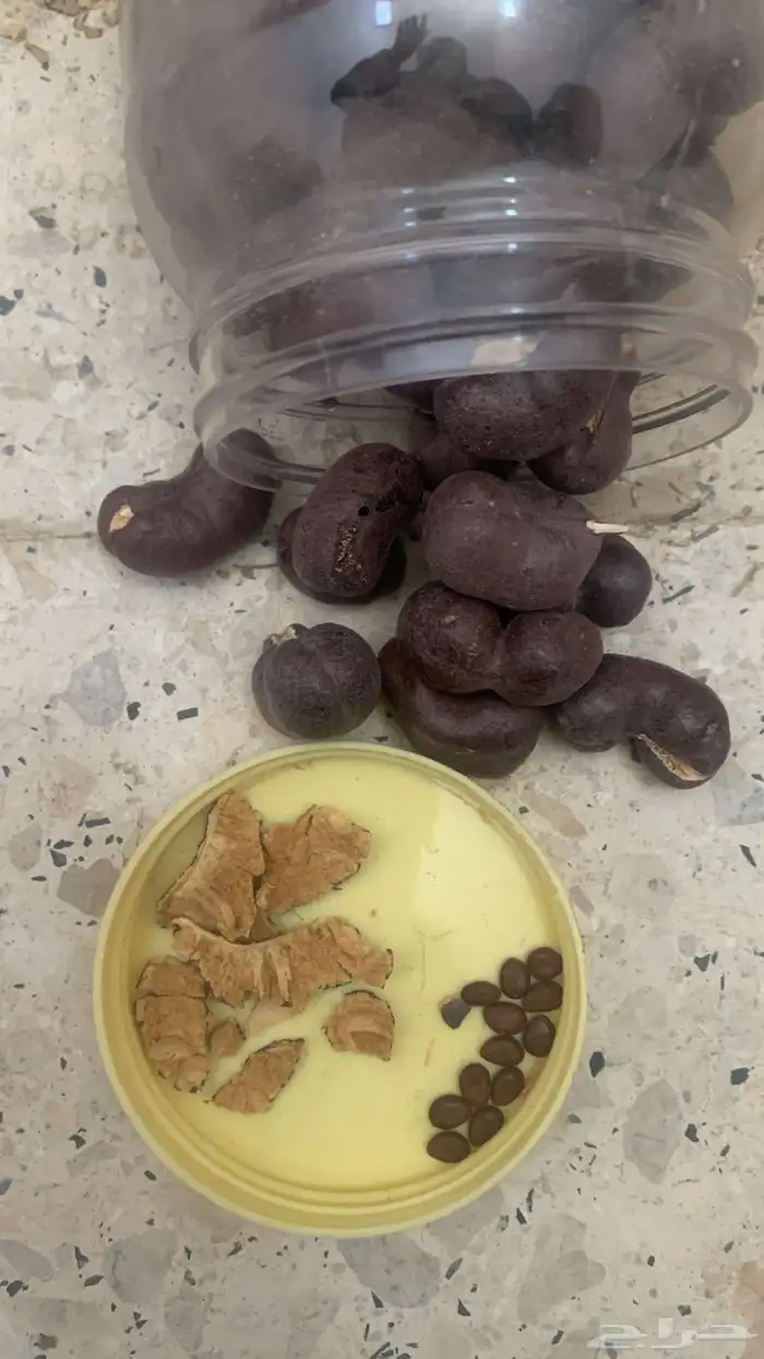 نبات العاقول 0