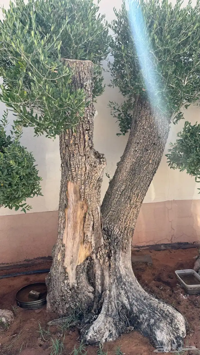 نوادر شجر الزيتون المعمر 0