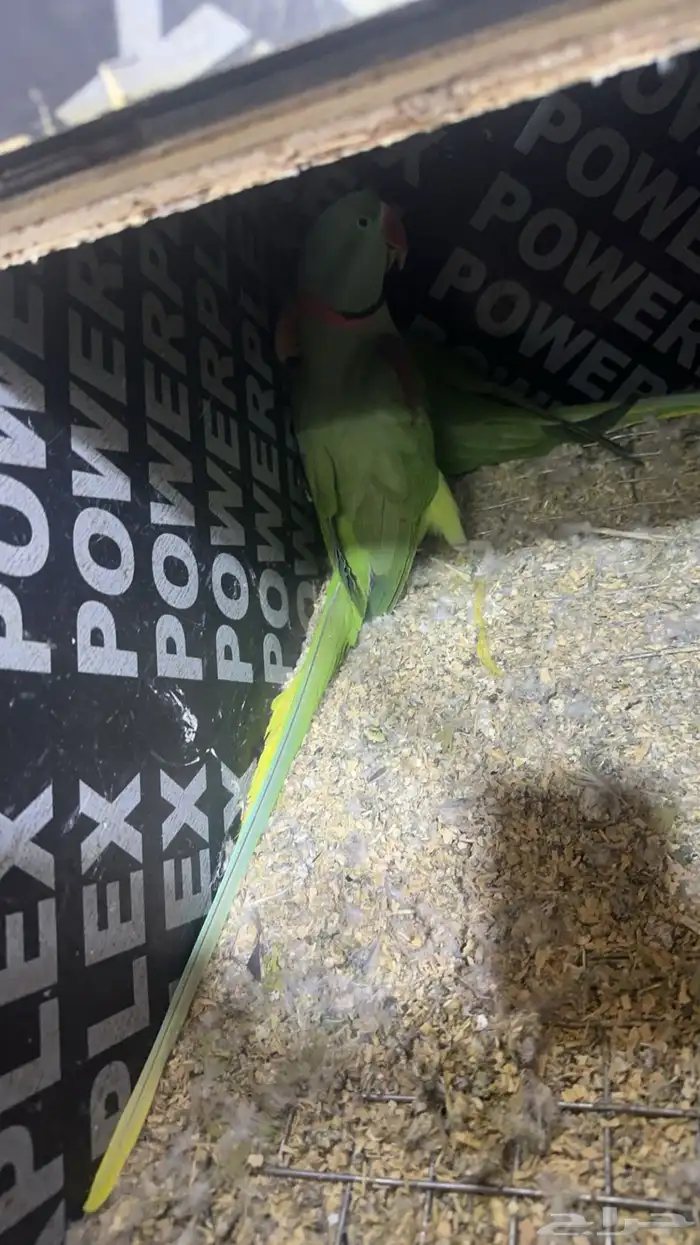 زوج درة نيبالي 6