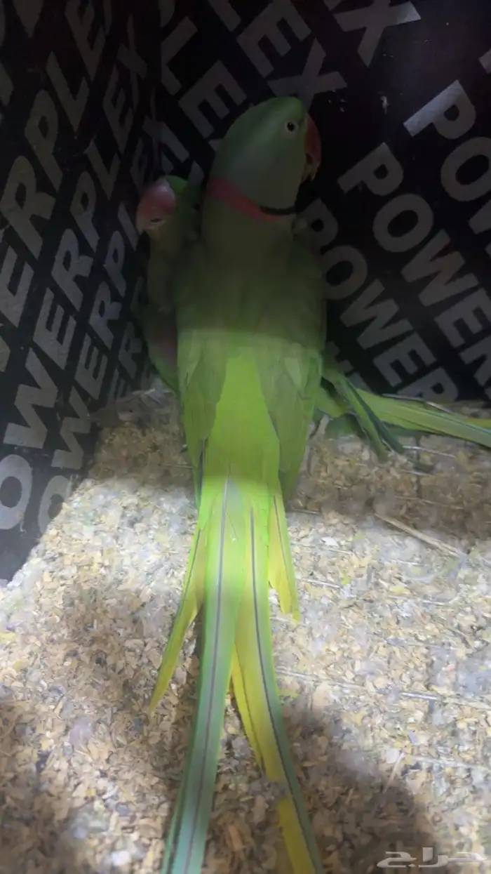 زوج درة نيبالي 5