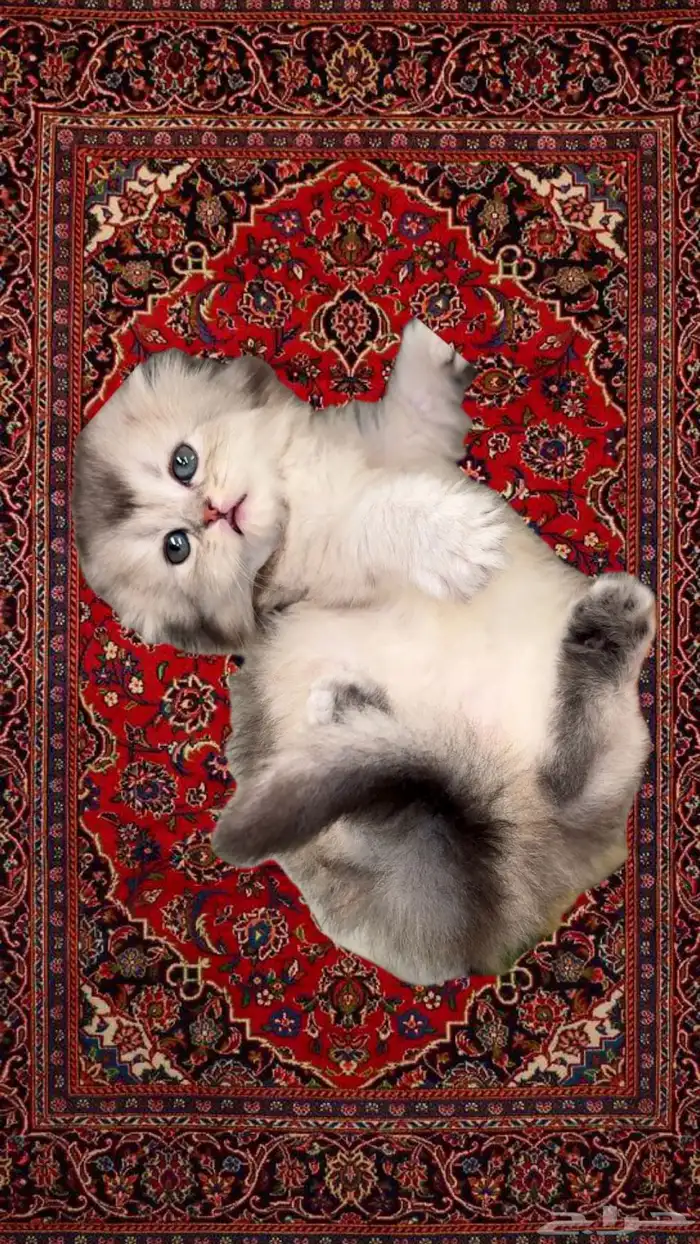 قطط سكوتش فولد قطط صغيرة قط شهرين قطط الرياض للبيع انثى ذكر 0