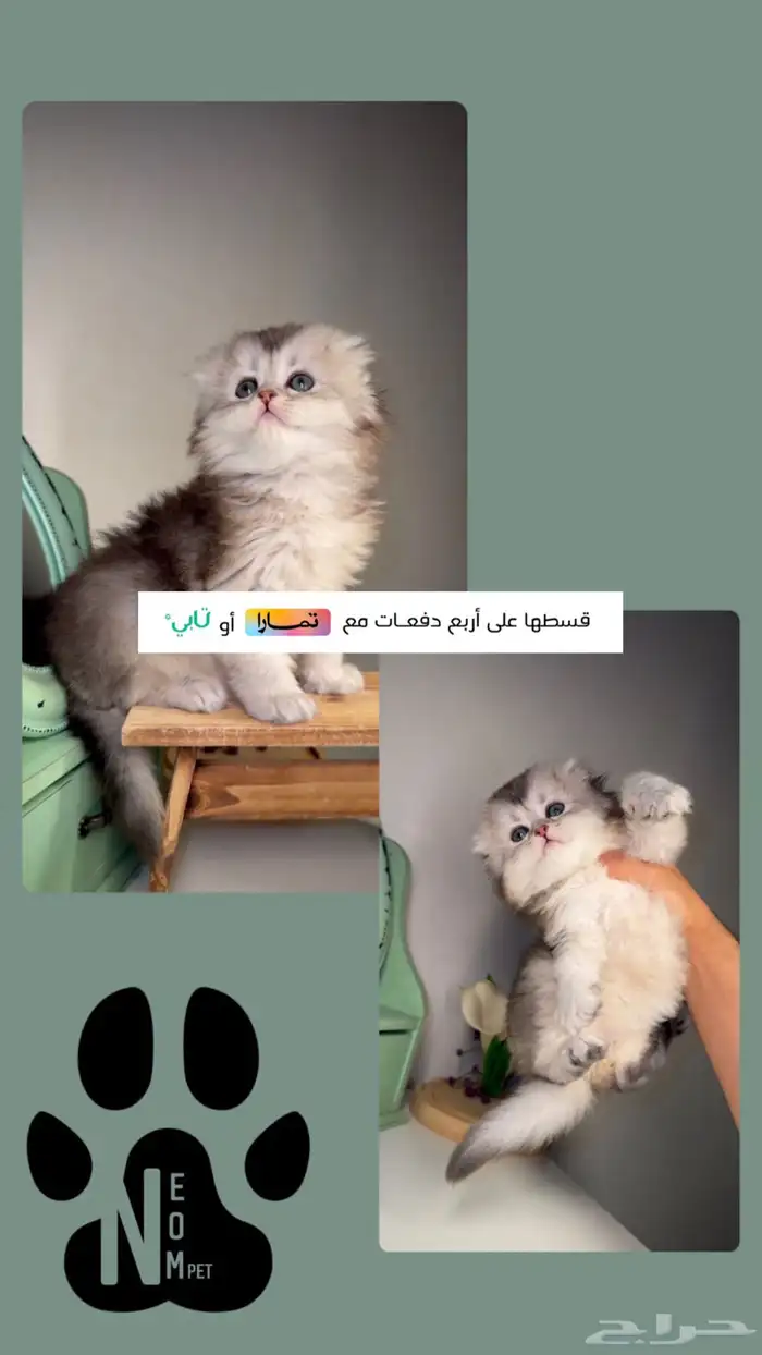قطط سكوتش فولد قطط صغيرة قط شهرين قطط الرياض للبيع انثى ذكر 1