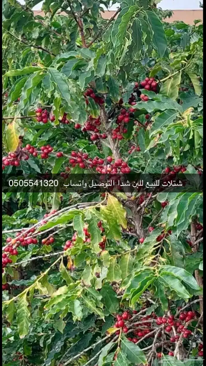 مشتل الوادي 42