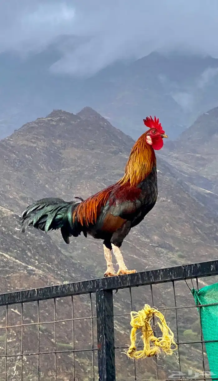 تممم البيع 0