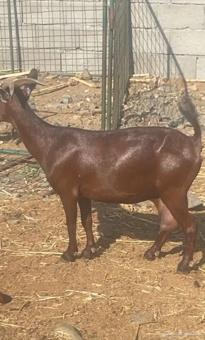 للبيع عنز دهما( تم البيع) 0
