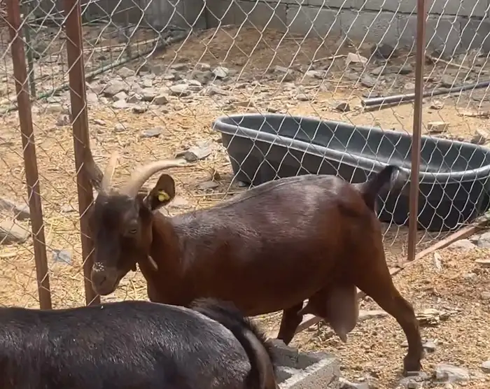 للبيع عنز دهما( تم البيع) 3