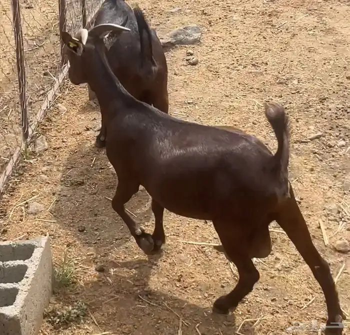 للبيع عنز دهما( تم البيع) 4