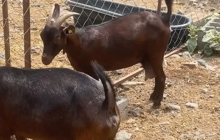 للبيع عنز دهما( تم البيع) 1