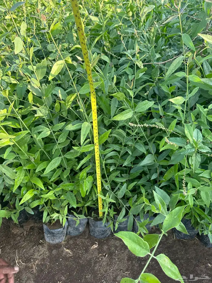 شتلات مثمره وزينه وظل فقط ب2 ريال 14