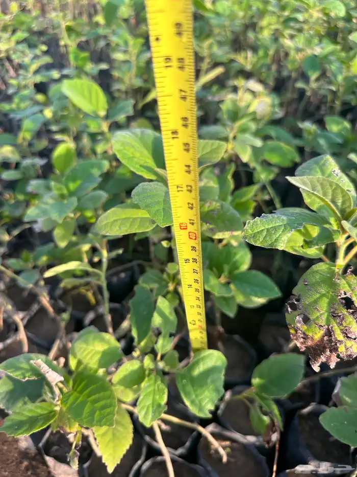 شتلات مثمره وزينه وظل فقط ب2 ريال 8