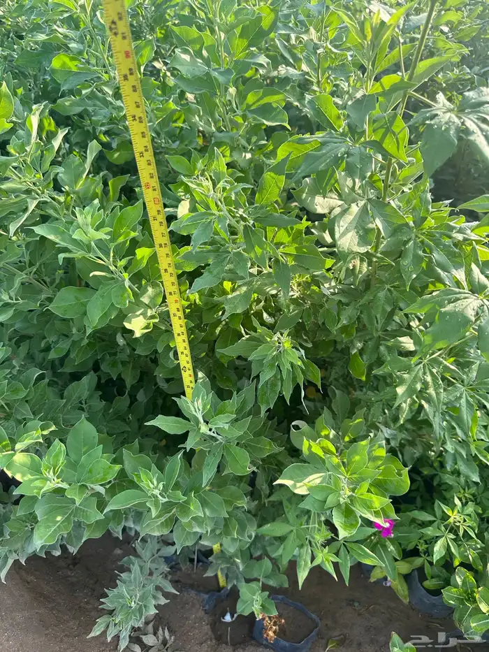 شتلات مثمره وزينه وظل فقط ب2 ريال 13