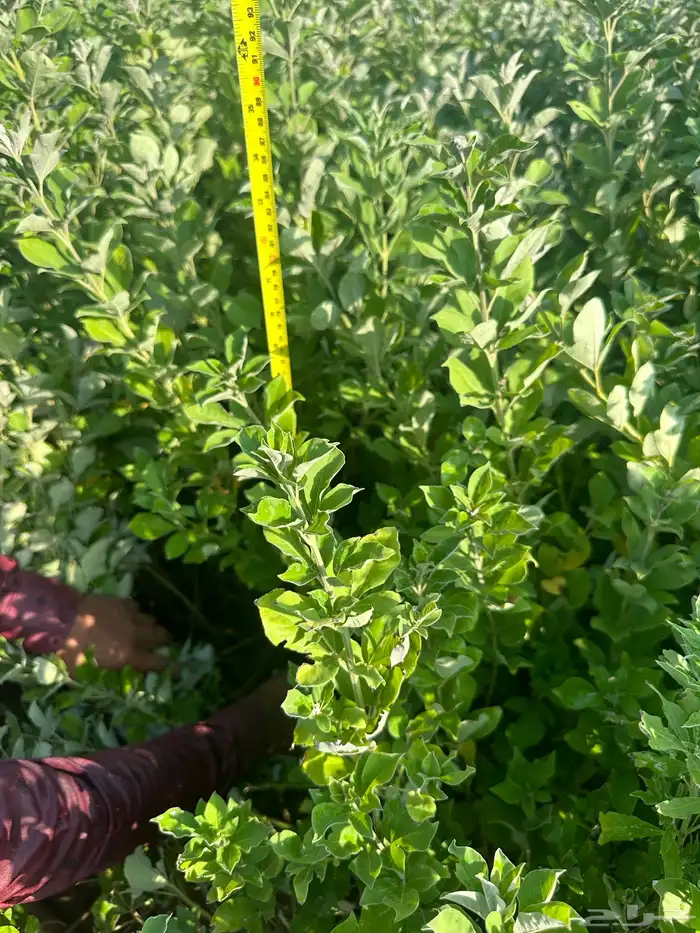 شتلات مثمره وزينه وظل فقط ب2 ريال 20