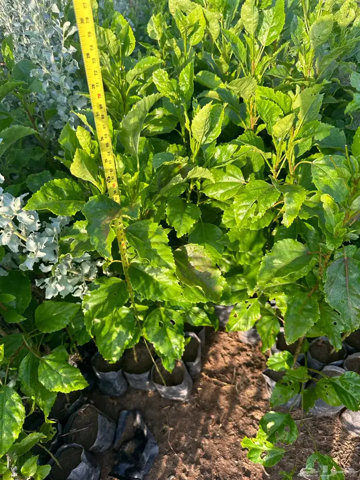 شتلات مثمره وزينه وظل فقط ب2 ريال 10