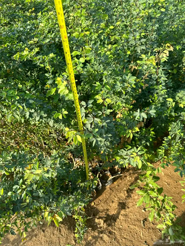 شتلات مثمره وزينه وظل فقط ب2 ريال 17