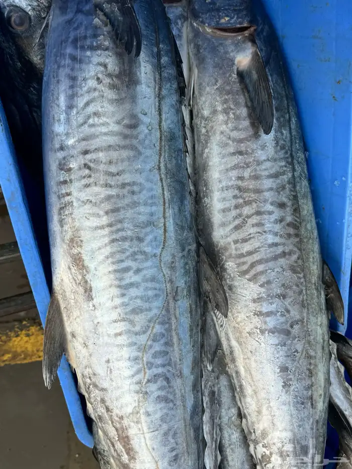 بيع اسماك طازجه ومثلجه 4