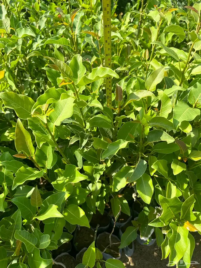 شتلات مثمره وزينه وظل فقط ب2 ريال 39