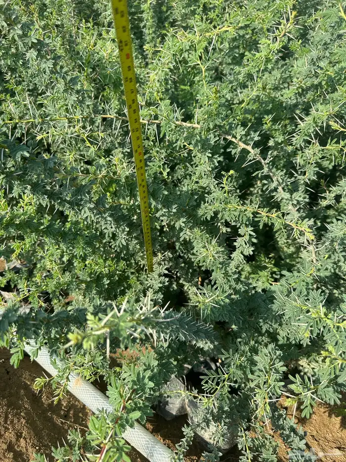 شتلات مثمره وزينه وظل فقط ب2 ريال 34