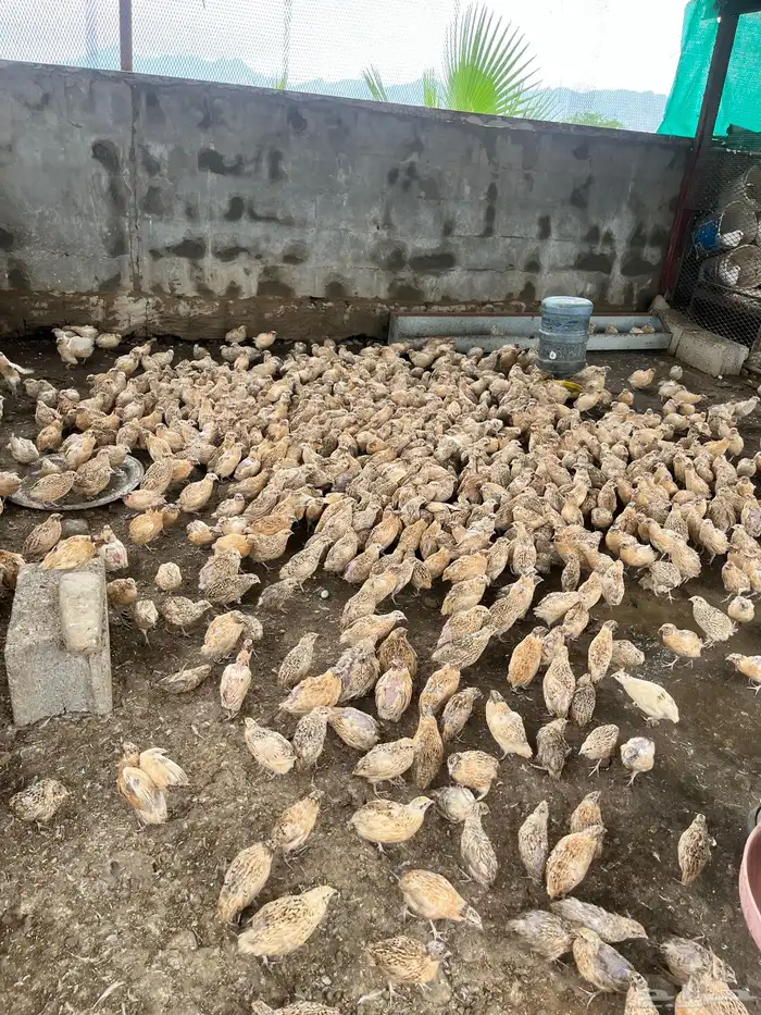 سمان 700 حبه 0