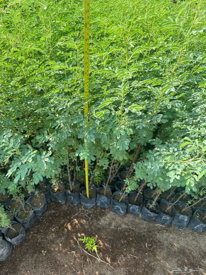 شتلات مثمره وزينه وظل فقط ب2 ريال 37