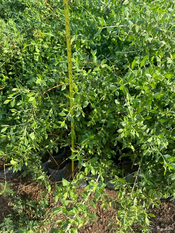 شتلات مثمره وزينه وظل فقط ب2 ريال 16