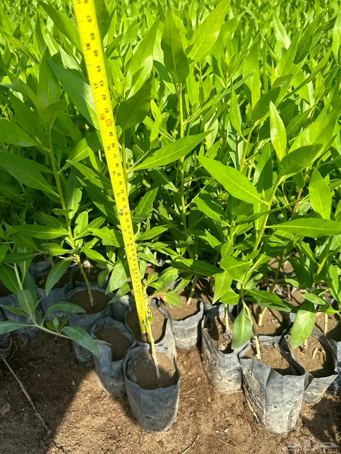 شتلات مثمره وزينه وظل فقط ب2 ريال 46