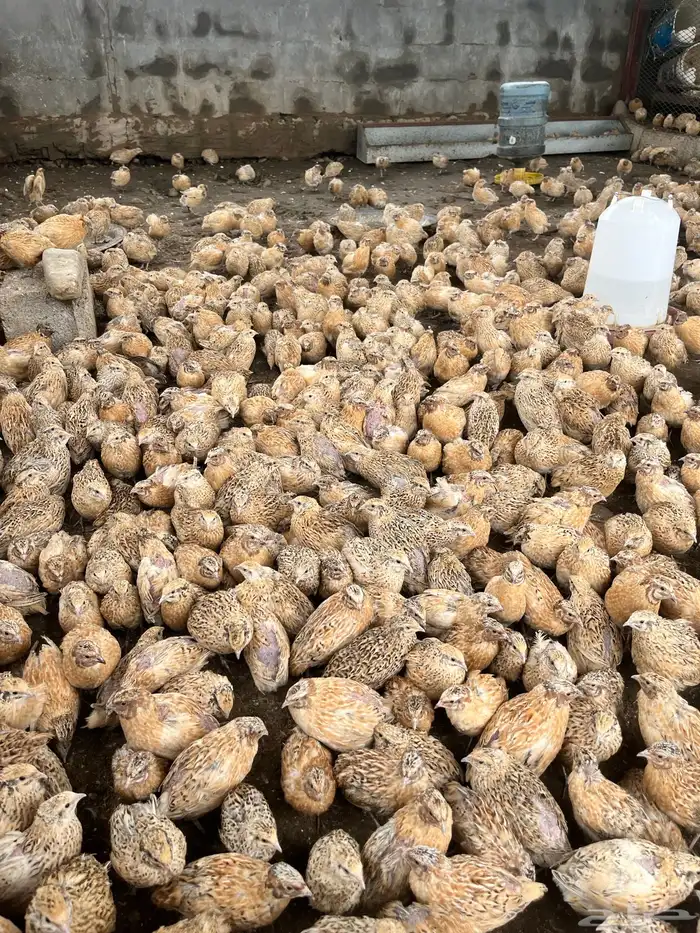 سمان 700 حبه 1