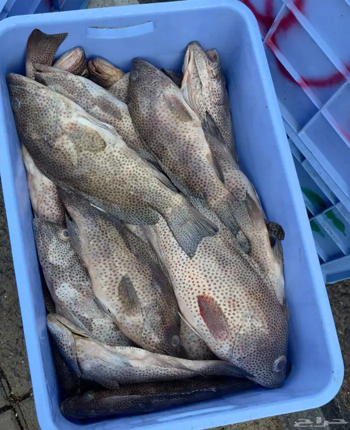 بيع اسماك طازجه ومثلجه 0