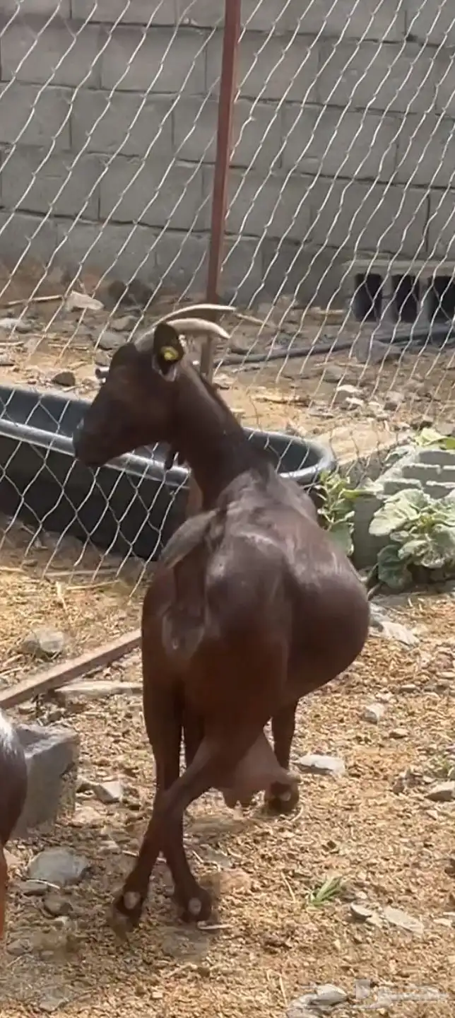 للبيع عنز دهما( تم البيع) 2