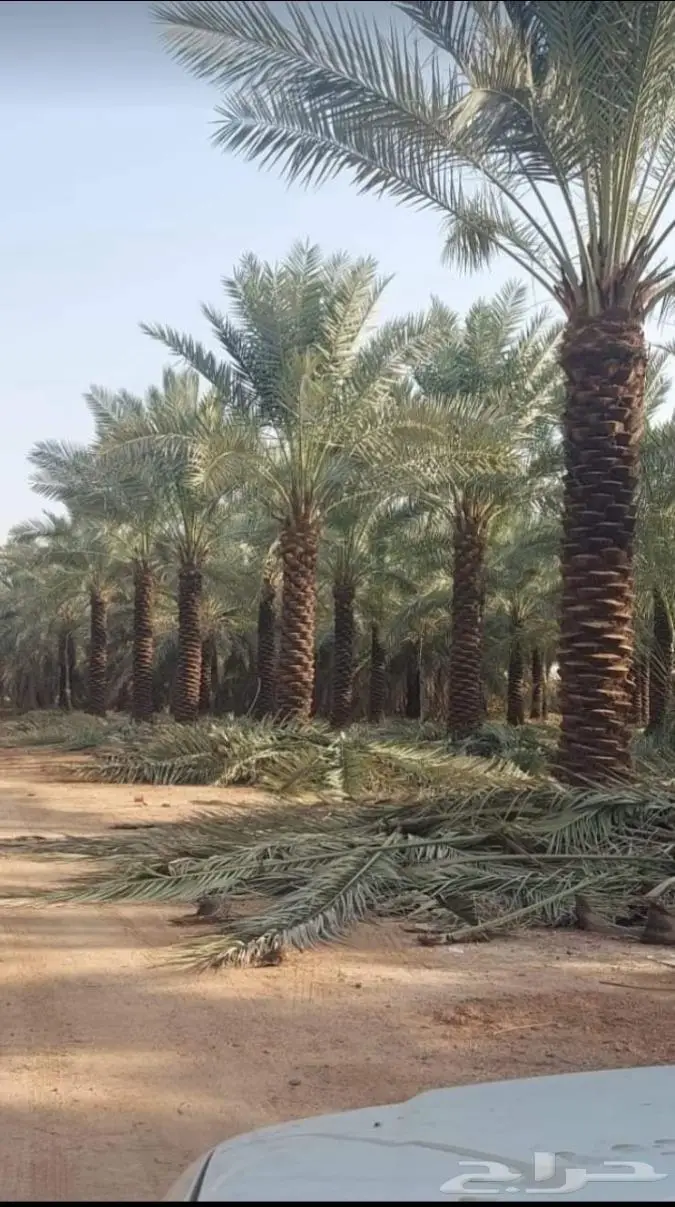نخيل للبيع خلاص مثمره وسكري وبرحي وواشنطن 5