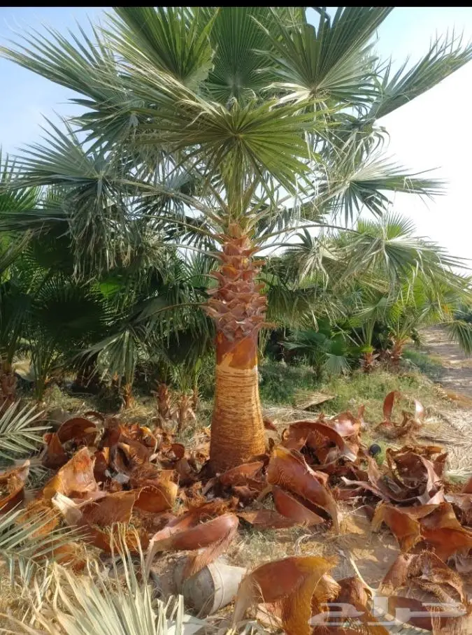 نخيل للبيع خلاص مثمره وسكري وبرحي وواشنطن 6